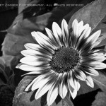 Janet Zimmer Photography, www.zimmerphotography.com